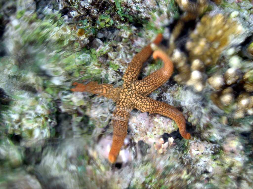 Reef & Marine Life